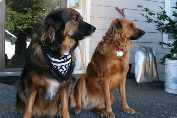 /Images/uploads/International Guiding Eyes Inc/gdapawsitivitycalendar/entries/20027thumb.jpg